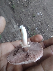 Agaricus