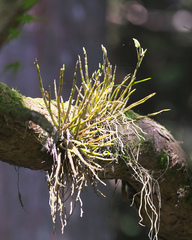Dendrobium moniliforme