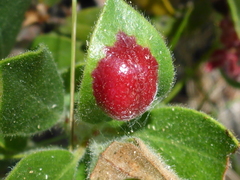 Exobasidium arctostaphyli