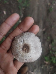 Agaricus