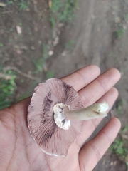 Agaricus
