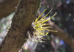 Dendrobium moniliforme