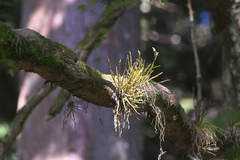 Dendrobium moniliforme