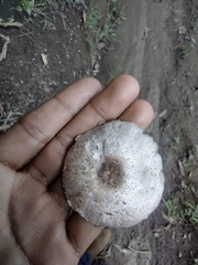Agaricus