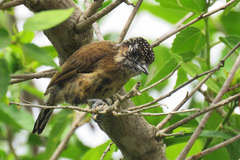Picumnus nebulosus