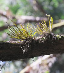 Dendrobium moniliforme