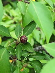 Magnoliopsida