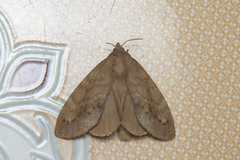 Lasiocampoidea