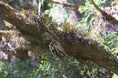 Dendrobium moniliforme