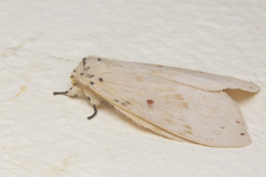 Cerasana rubripuncta