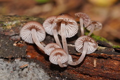 Mycena clarkeana