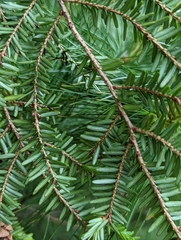 Tsuga canadensis