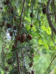 Tsuga canadensis