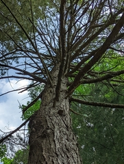 Tsuga canadensis
