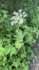 Heracleum maximum