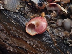 Notogibbula bicarinata