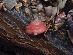 Notogibbula bicarinata