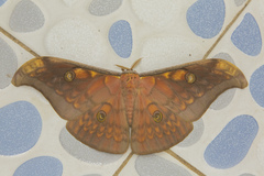 Antheraea