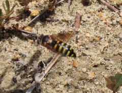 Bicyrtes insidiatrix