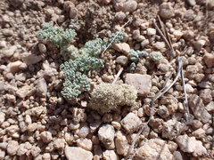 Oreonana clementis