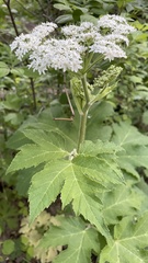 Heracleum maximum