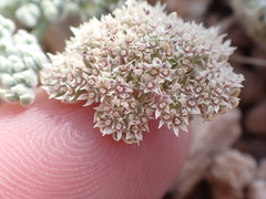 Oreonana clementis