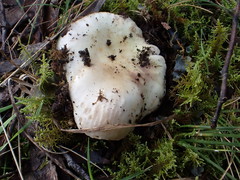 Russula marangania