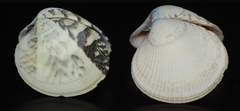 Leukoma asperrima
