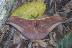 Antheraea youngi