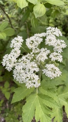 Heracleum maximum