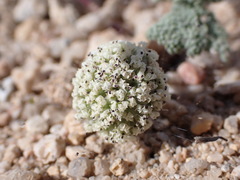 Oreonana clementis