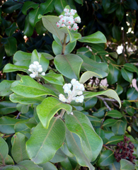 Metrosideros collina