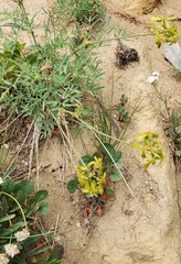 Lomatium brandegeei