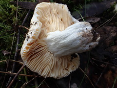 Russula marangania