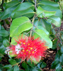 Metrosideros collina