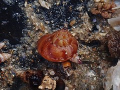 Astele scitula