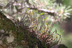 Dendrobium moniliforme
