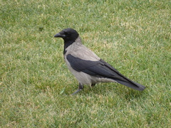 Corvus cornix