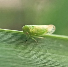 Macropsis decisa
