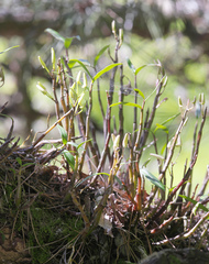 Dendrobium moniliforme