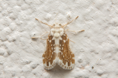 Pseudoadites frigida
