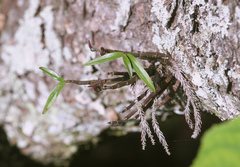 Dendrobium moniliforme