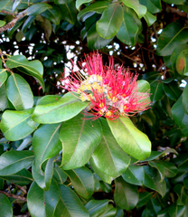 Metrosideros collina