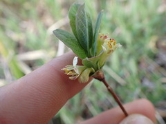 Lonicera caerulea cauriana