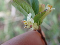 Lonicera caerulea cauriana