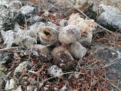 Mammillaria albilanata