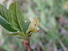 Lonicera caerulea cauriana