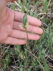 Lonicera caerulea cauriana