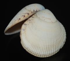 Leukoma asperrima