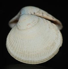 Leukoma asperrima